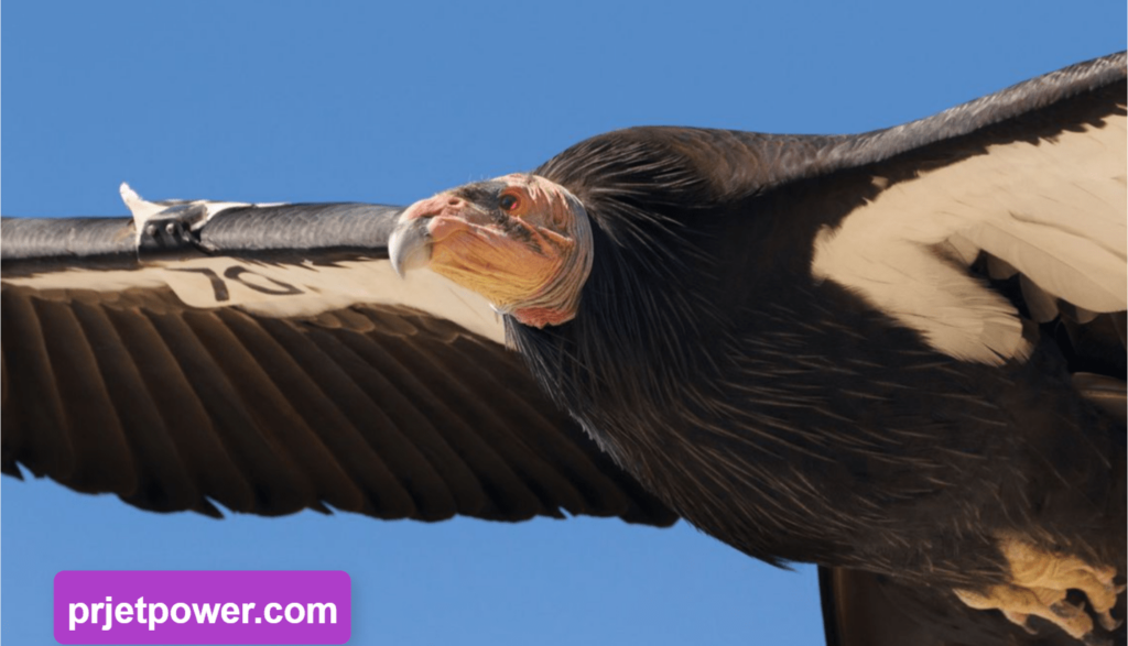 California Condor Wingspan and Flight Abilities