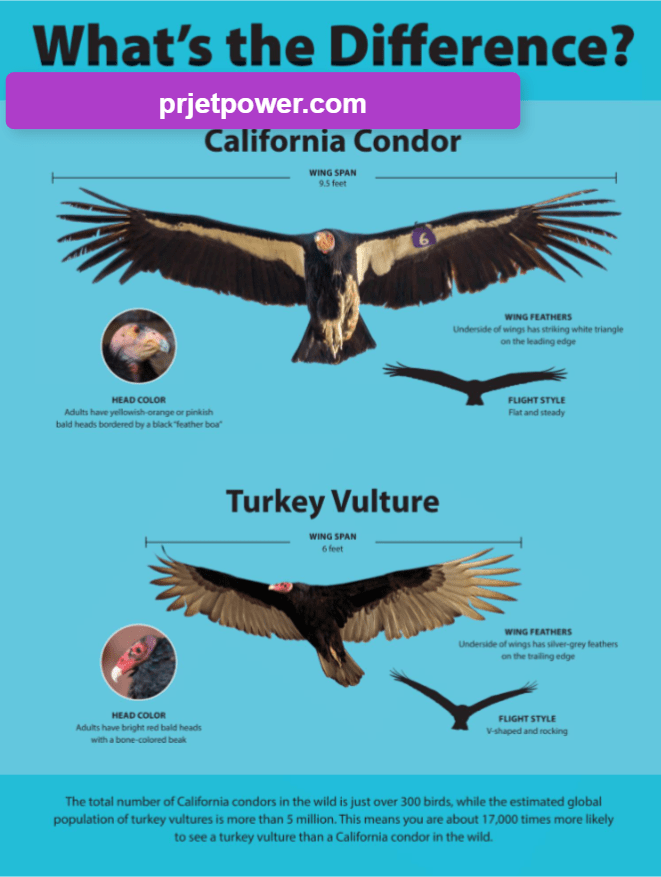 How Large are California Condors Size Compared to Humans and Other