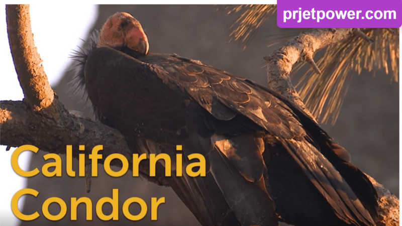 How Large are California Condors Size Compared to Humans and Other Species? Interesting Facts