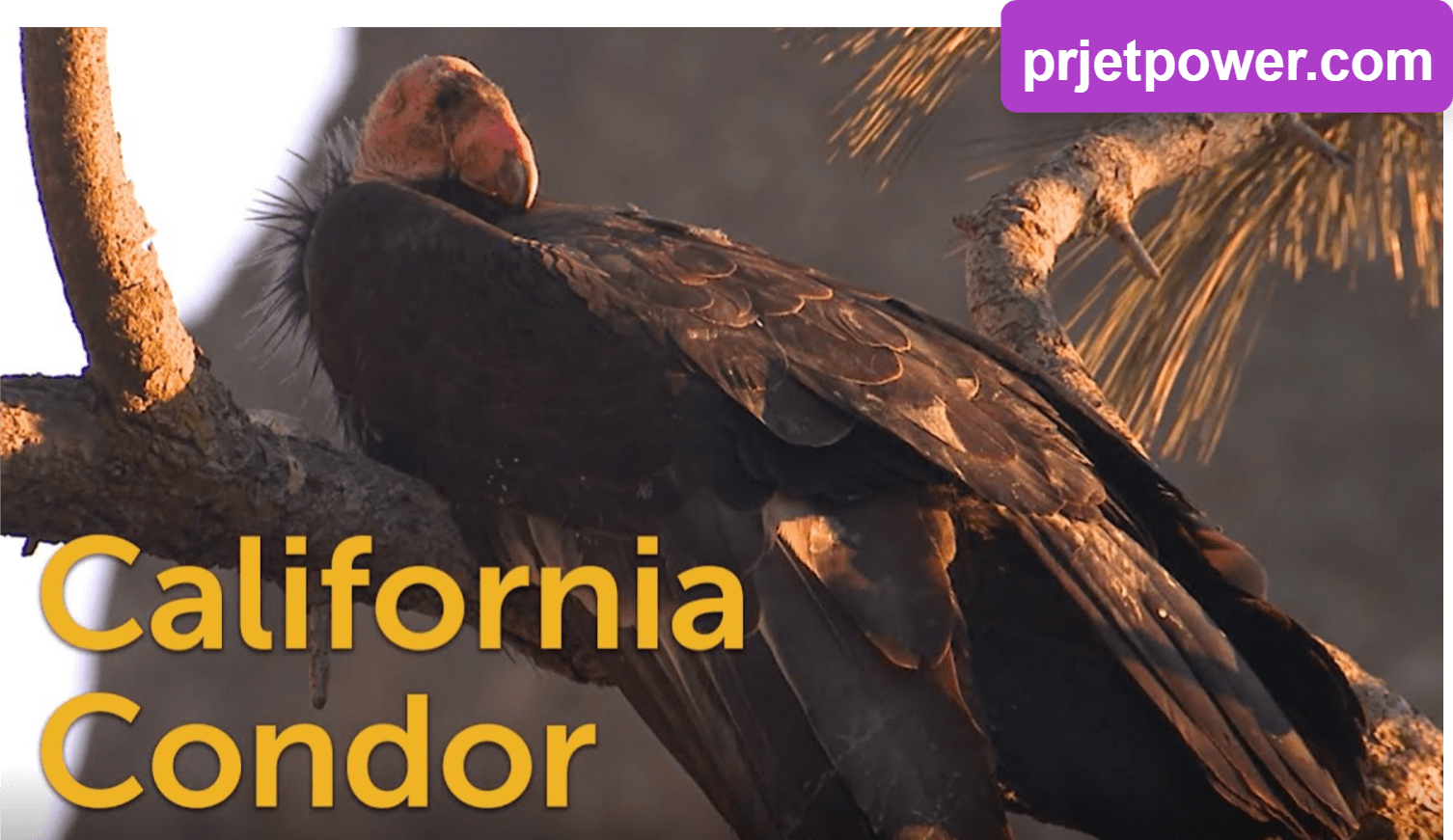 How Large are California Condors Size Compared to Humans and Other Species? Interesting Facts